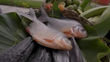 Pescados amazónicos