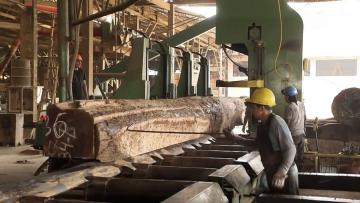 El crecimiento de la industria maderera El crecimiento de la industria maderera