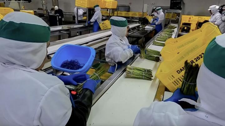 El "boom" de las agroexportaciones 